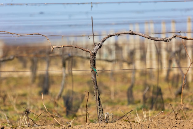 Primer plano del viejo viñedo en un tiempo de primavera listo para el concepto de vino de nueva temporada