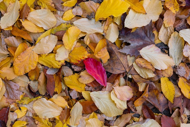 Primer plano y vista superior de las hojas amarillas y rojas de otoño caídas en el parque de la ciudad. Fondo de otoño.