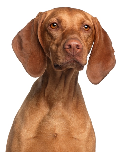 Primer plano de Vizsla, 2 años de edad,