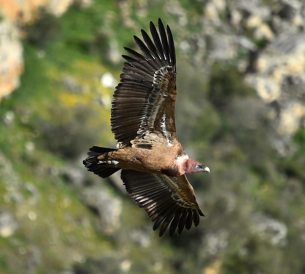 Foto primer plano del vuelo del águila