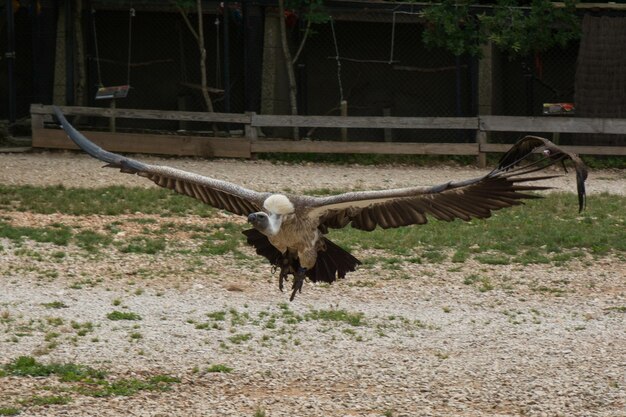 Foto primer plano del vuelo del águila