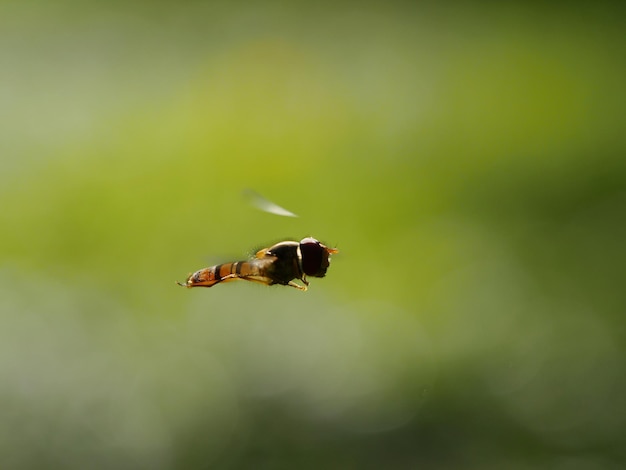 Foto primer plano del vuelo de la mosca flotante