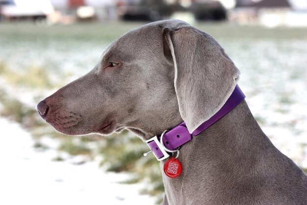 Foto primer plano de weimaraner mirando hacia otro lado