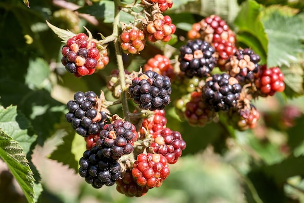 Primer plano de una zarza creciente deliciosas moras silvestres