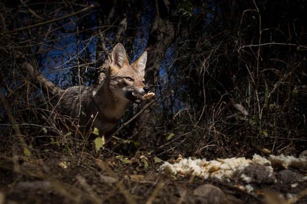 Foto primer plano de un zorro en el bosque