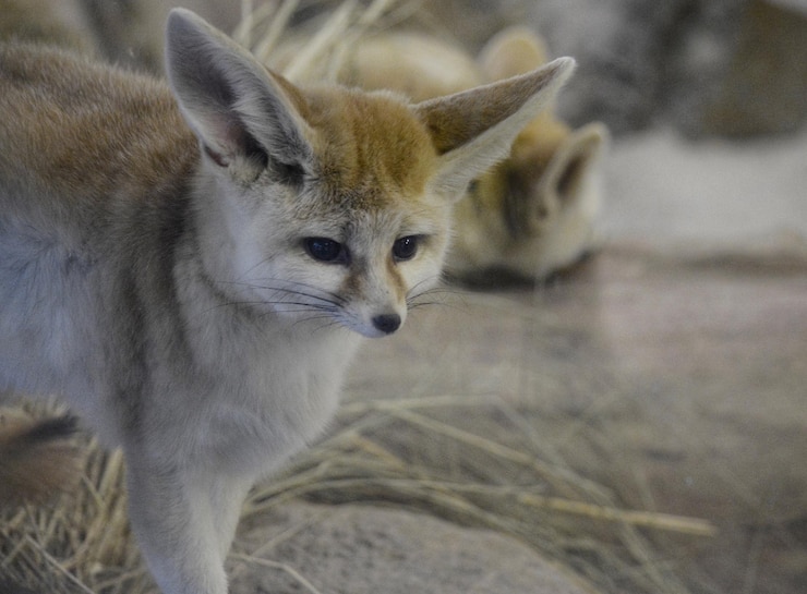Foto un primer plano de un zorro fennec