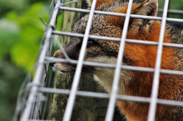 Foto primer plano de un zorro en jaula