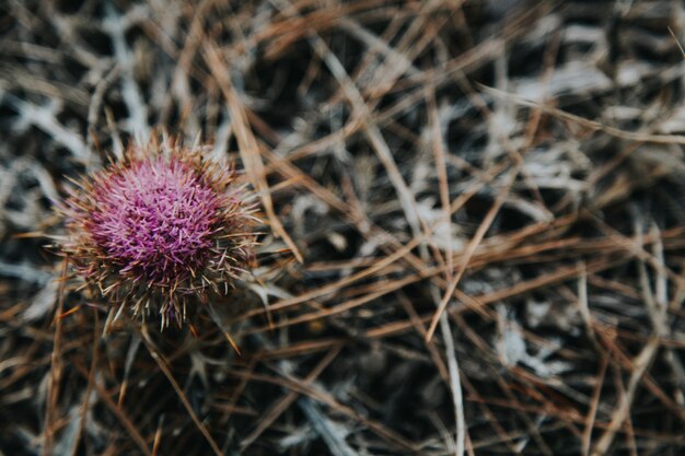 Primer de la planta espinosa en el prado del otoño entre hierba seca. Plantas oscuras backgrund. Condimentar la naturaleza.