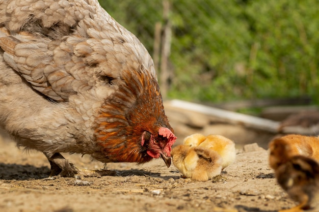 Primer de un pollo de la madre con sus polluelos del bebé en la granja. Gallina con pollitos