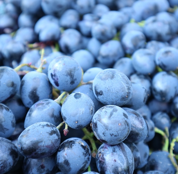 Primer racimo de uvas azules maduras