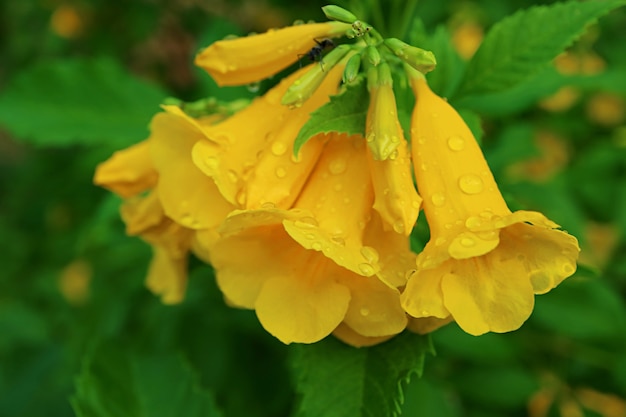 Primer ramo de flores de Trumpetbush amarillo vibrante con las gotas de lluvia