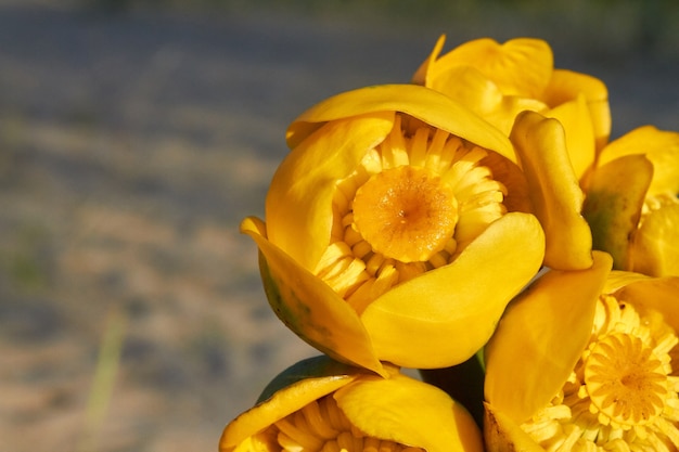 Primer ramo de flores de tulipán floreciente amarillo floreciente