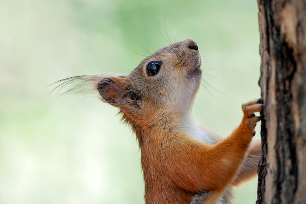 Primer retrato de una ardilla en un bosque de verano