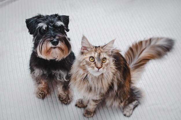 Primer retrato de un gato y un perro uno al lado del otro