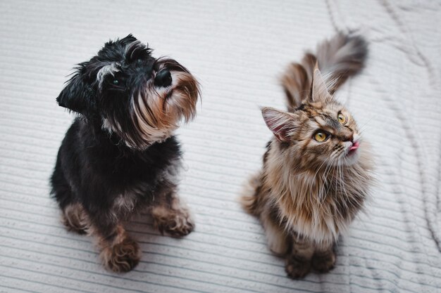 Primer retrato de un gato y un perro uno al lado del otro