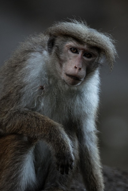 Primer retrato de un macaco marrón con una expresión facial triste y sus ojos mirando a la cámara