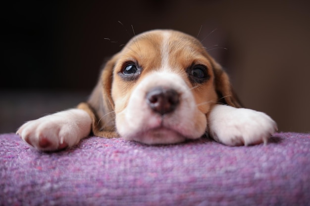 Primer retrato de perro en casa