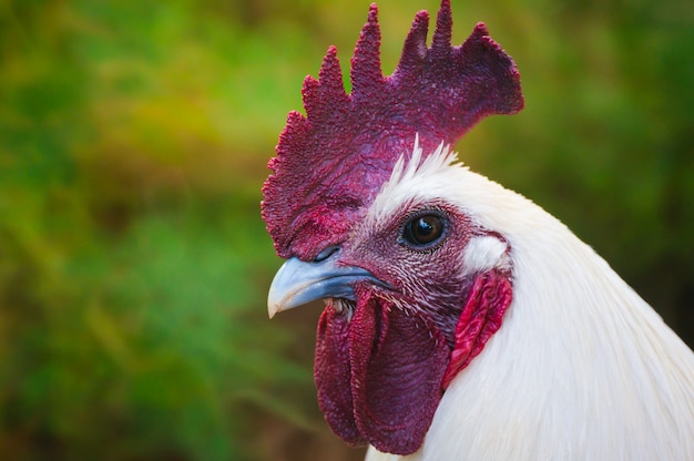 Primer retrato de pollo blanco