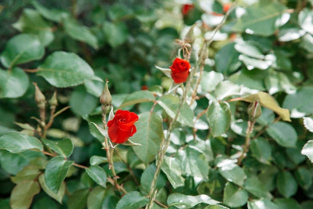 Primer rojo de delicadas flores.