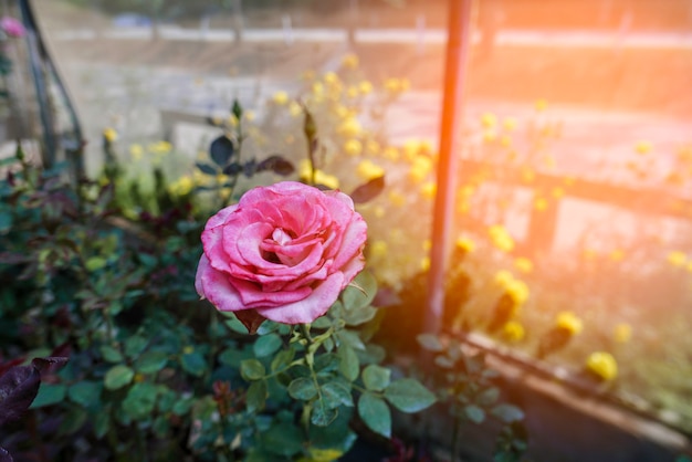 El primer del rosa del flor se levantó en invernadero en el d3ia para la relajación