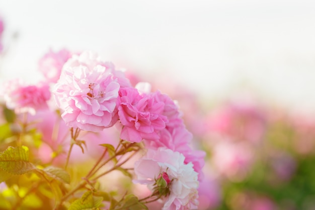 Primer rosado del arbusto color de rosa en fondo del campo