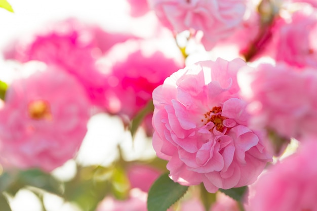 Primer rosado del arbusto de rosa en fondo del campo