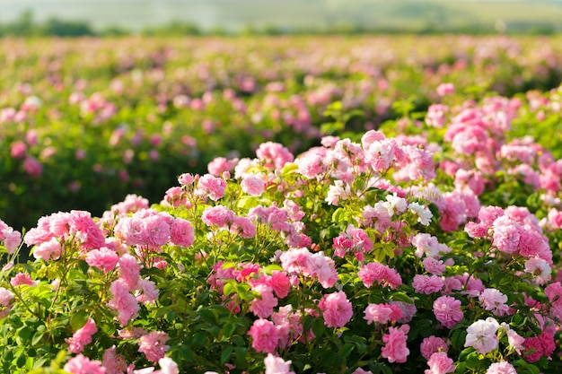 Primer rosado del arbusto de rosa en fondo del campo