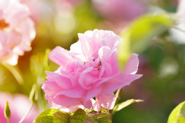 Primer rosado del arbusto de rosa en fondo del campo