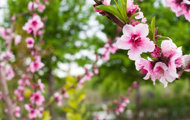 Primer rosado de las flores, árbol de Sakura en el jardín. El concepto de hermosos colores para postales, cubiertas de Bloc de notas y calendarios de pared.