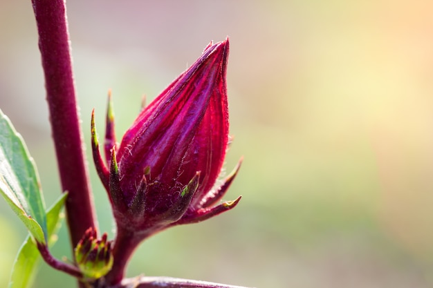 Primer Roselle y hojas en el árbol con luz del sol de la mañana.