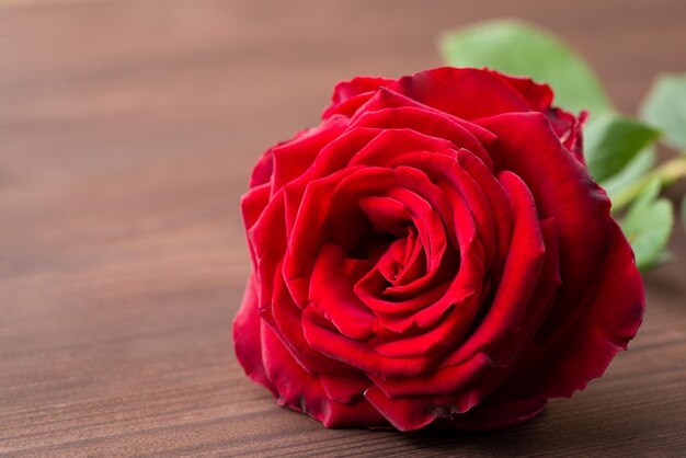 Primer tiro de rosa roja vibrante en la mesa de madera. Hermosa rosa sobre fondo de madera oscura