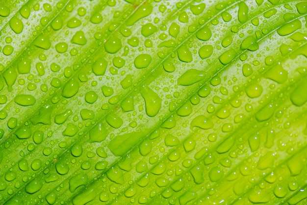 Primer verde deja con gota de agua.