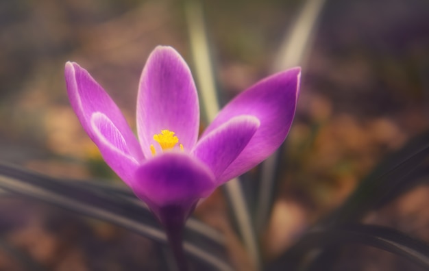 Primera flor de azafrán púrpura delicada y brillante de primavera