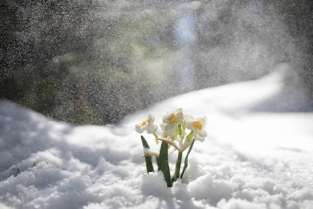 La primera flor de primavera. Campanilla de invierno en el bosque. Día soleado de primavera en el bosque.