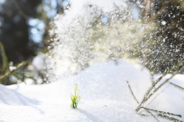 La primera flor de primavera. Campanilla de invierno en el bosque. Día soleado de primavera en el bosque.