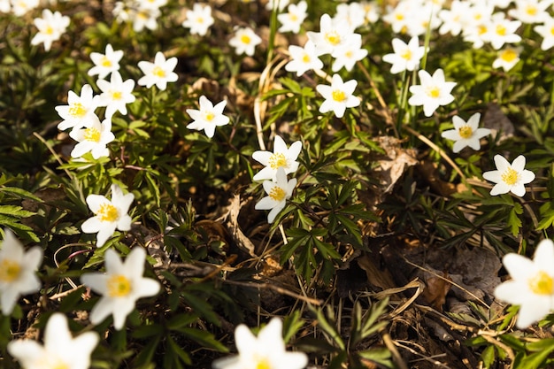 Primera flor de primavera flor silvestre blanca o Hepatica Nobilis floreciendo