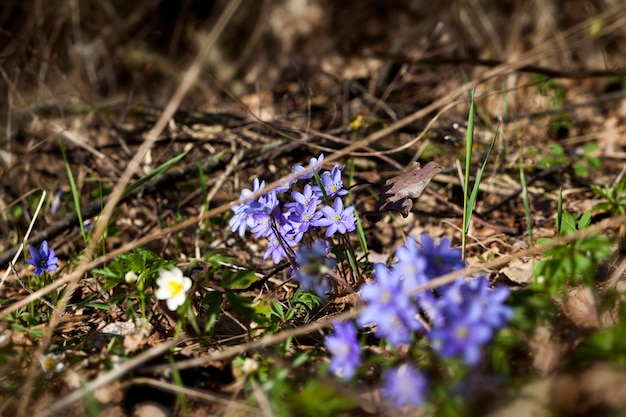 La primera floración en el bosque, hermosas flores silvestres que crecen en el bosque.