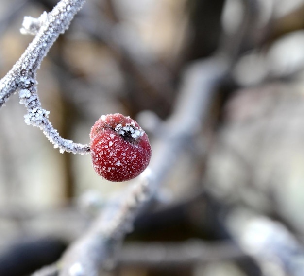 Foto la primera helada en una manzana