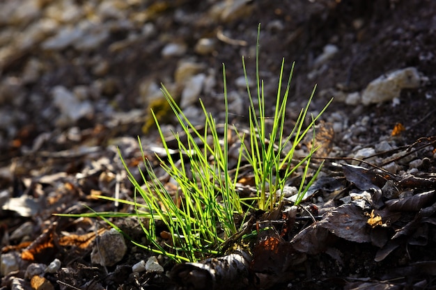 La primera hierba del bosque. Tiempo de primavera.