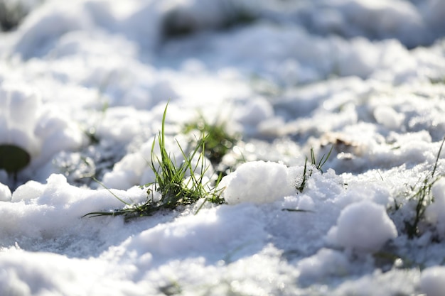 primera hierba de primavera con cubierta de nieve