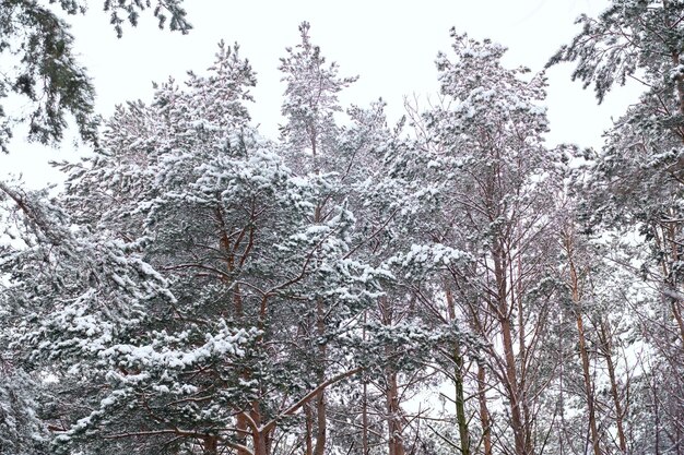 Primera nevada cayó en el bosque de pinos