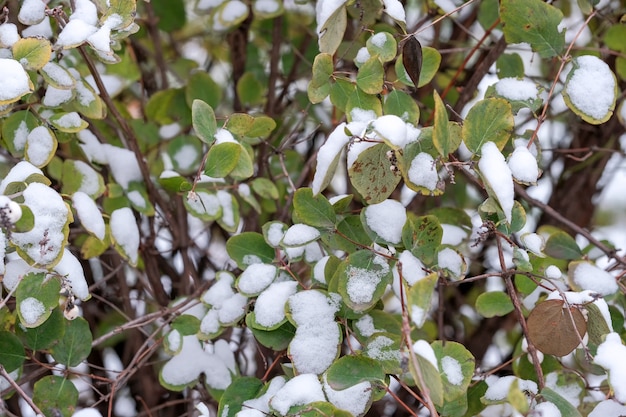 Primera nevada en hojas verdes de plantas en un parque de la ciudad cerca de edificios residenciales