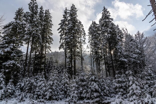 Primera nevada en las montañas