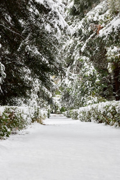 La primera nevada en el parque Árboles cubiertos de nieve un banco y un camino