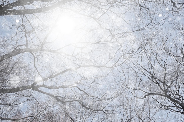 primera nevada en el parque vista abstracta de año nuevo