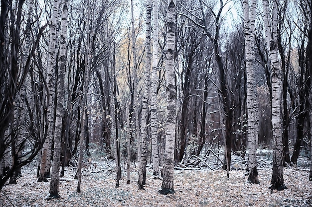 primera nevada en el parque vista abstracta de año nuevo