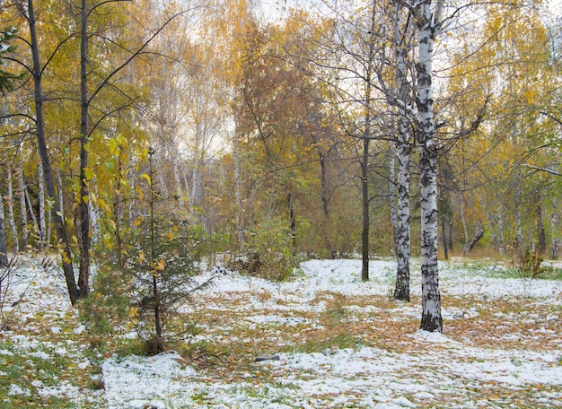 Primera nevada en el parque