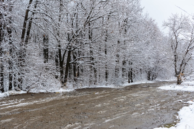 Primera nevada. Sendero de invierno. Paisaje de invierno.