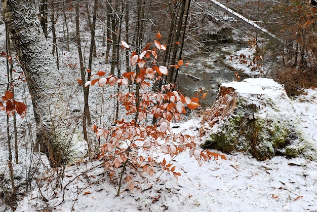 La primera nieve en el bosque de otoño Cárpatos Ucrania