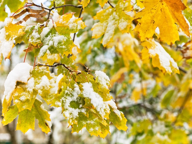 Primera nieve en hojas amarillas del árbol de arce de cerca